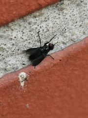 Melanophora
