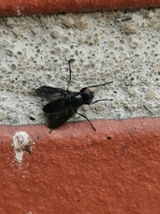 Melanophora