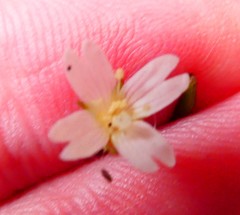 Epilobium