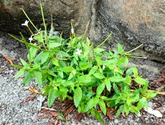 Epilobium