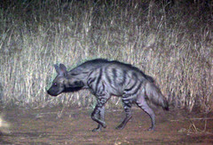 Hyaena hyaena dubbah