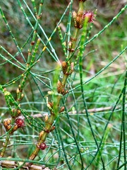 Allocasuarina paludosa