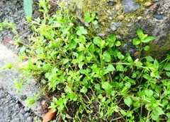 Angiospermae