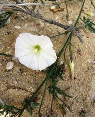 Convolvulus capensis