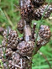 Allocasuarina paludosa