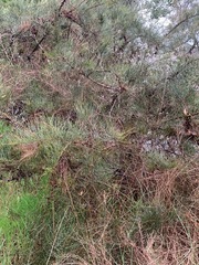 Allocasuarina paludosa