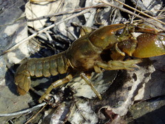 Lacunicambarus thomai