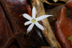 Voyria