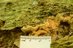 Xylodon flaviporus image