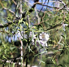 Eremophila polyclada