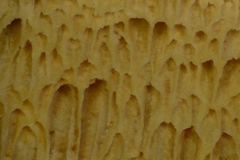Xylodon flaviporus image