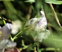 Eremophila polyclada