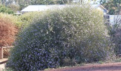 Eremophila polyclada