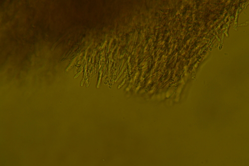 Xylodon flaviporus image
