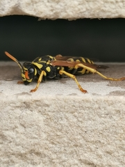 Polistes dominula