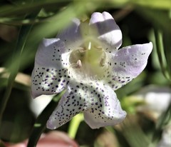 Eremophila polyclada