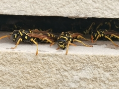 Polistes dominula