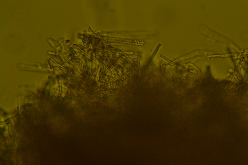 Xylodon flaviporus image