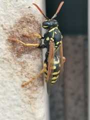Polistes dominula