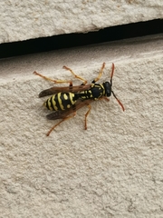 Polistes dominula