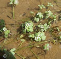 Crassula natans natans