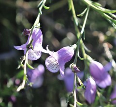 Eremophila polyclada