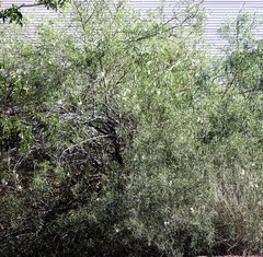 Eremophila polyclada