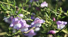 Eremophila polyclada