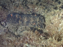 Scyllarus arctus