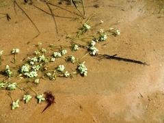 Crassula natans natans