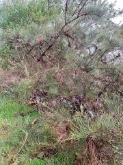 Allocasuarina paludosa