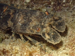 Scyllarus arctus
