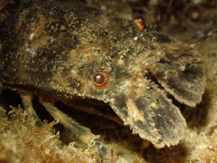 Scyllarus arctus