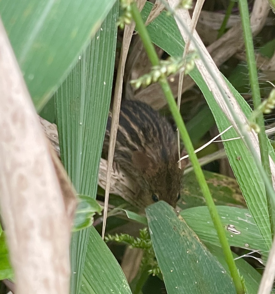 Mittendorf's Striped Grass Mouse