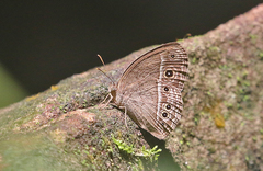 Mycalesis intermedia