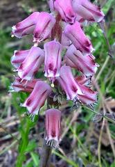 Lachenalia youngii