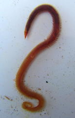 Glyceridae