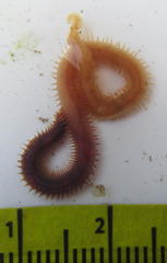 Glyceridae