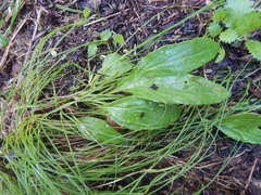 Endocellion sibiricum
