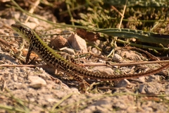 Podarcis ionicus