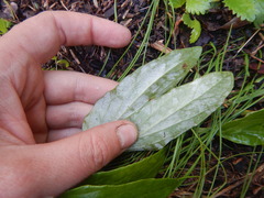 Endocellion sibiricum