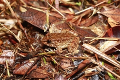 Limnonectes conspicillatus