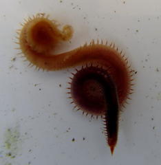 Glyceridae