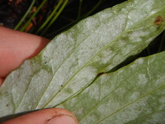 Endocellion sibiricum
