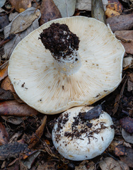 Russula pallidospora