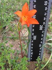 Cyrtanthus galpinii