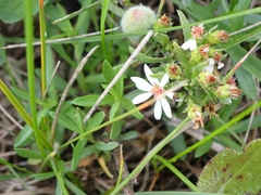 Rhopalomyia gemmaria
