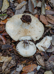 Russula pallidospora