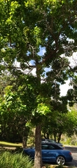 Liquidambar styraciflua