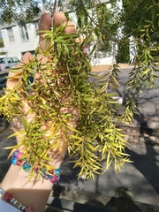 Melaleuca bracteata